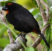 Greater Antillean Bullfinch