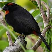 Greater Antillean Bullfinch