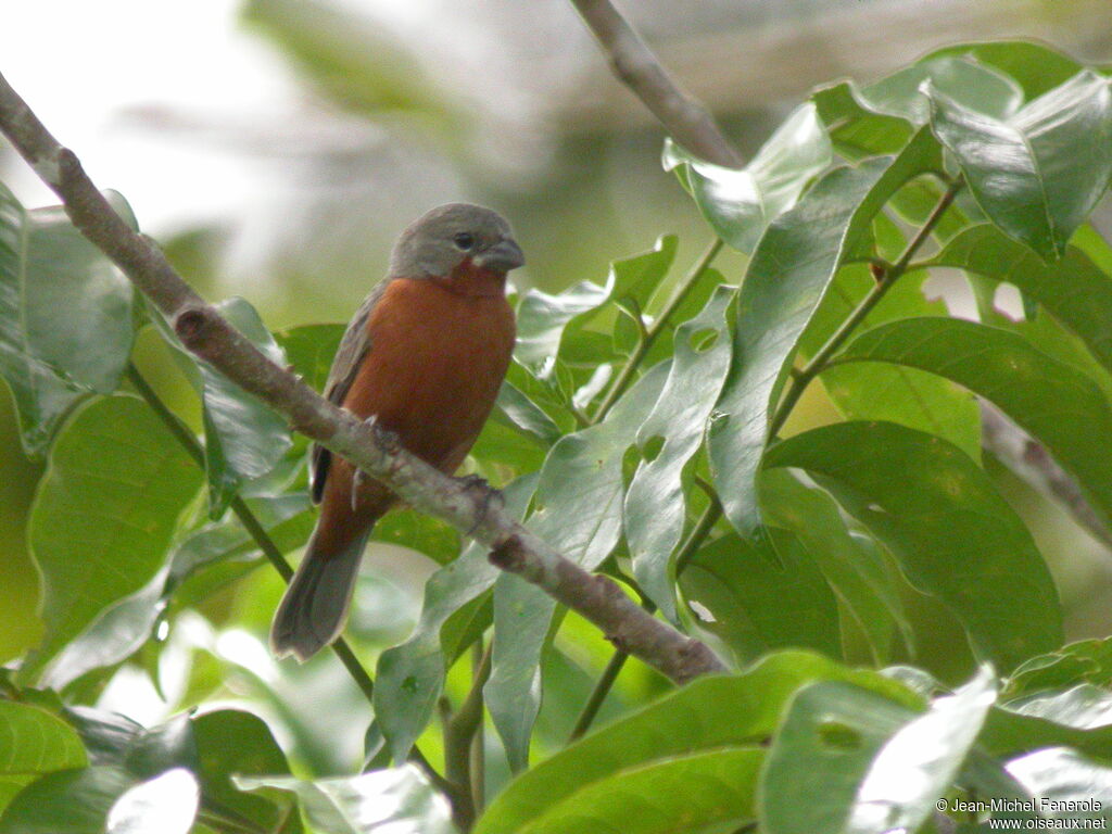 Ruddy-breasted Seedeater