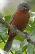 Ruddy-breasted Seedeater