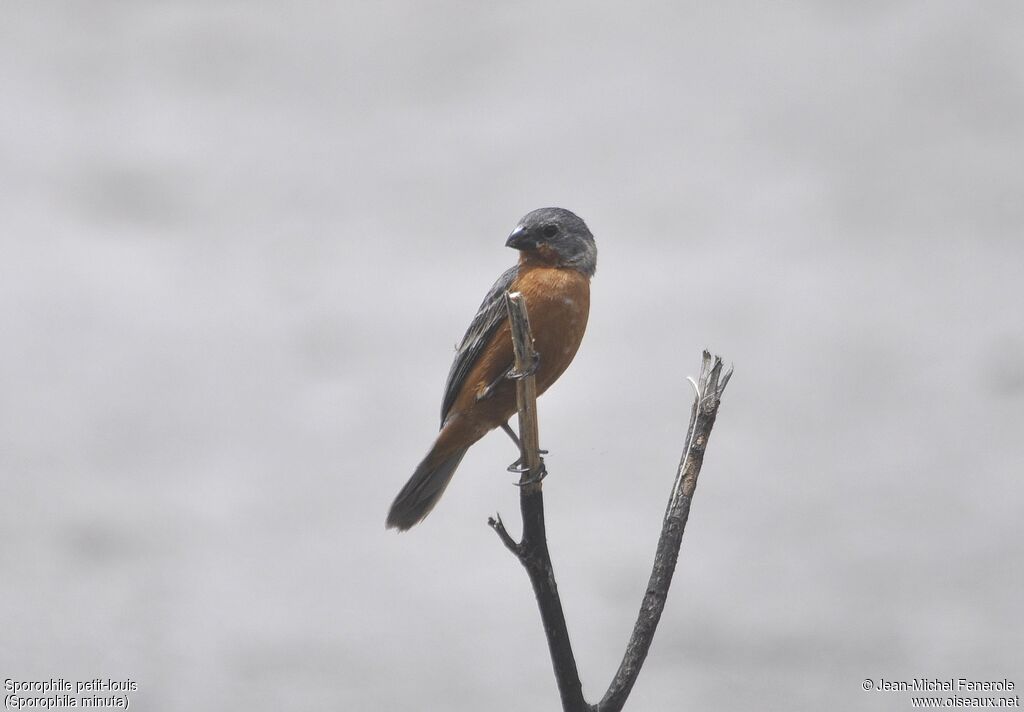 Sporophile petit-louis