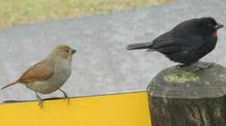 Lesser Antillean Bullfinch