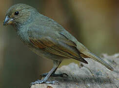 Lesser Antillean Bullfinch