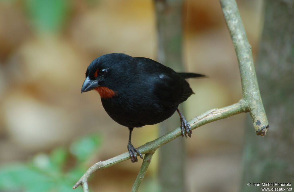 Lesser Antillean Bullfinch male adult