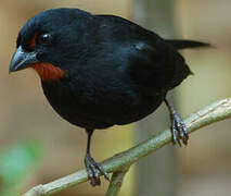 Lesser Antillean Bullfinch