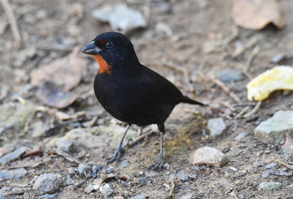 Lesser Antillean Bullfinch