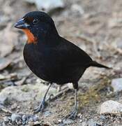 Lesser Antillean Bullfinch