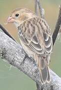 Chestnut-throated Seedeater