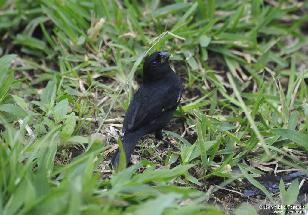 Variable Seedeater male adult