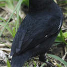 Sporophile variable