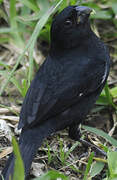 Variable Seedeater