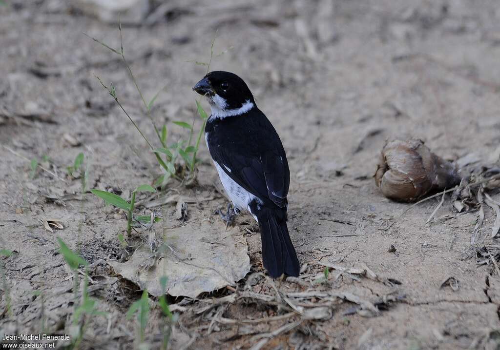 Sporophile variable mâle adulte, identification