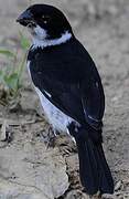 Variable Seedeater