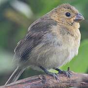 Variable Seedeater