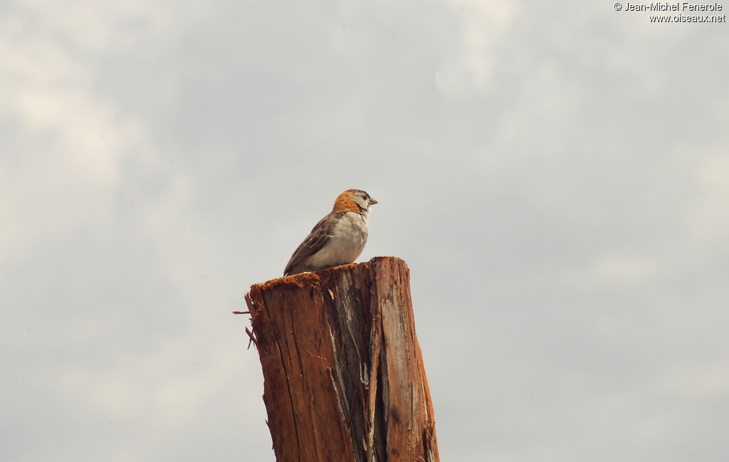 Speckle-fronted Weaver