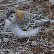 Speckle-fronted Weaver