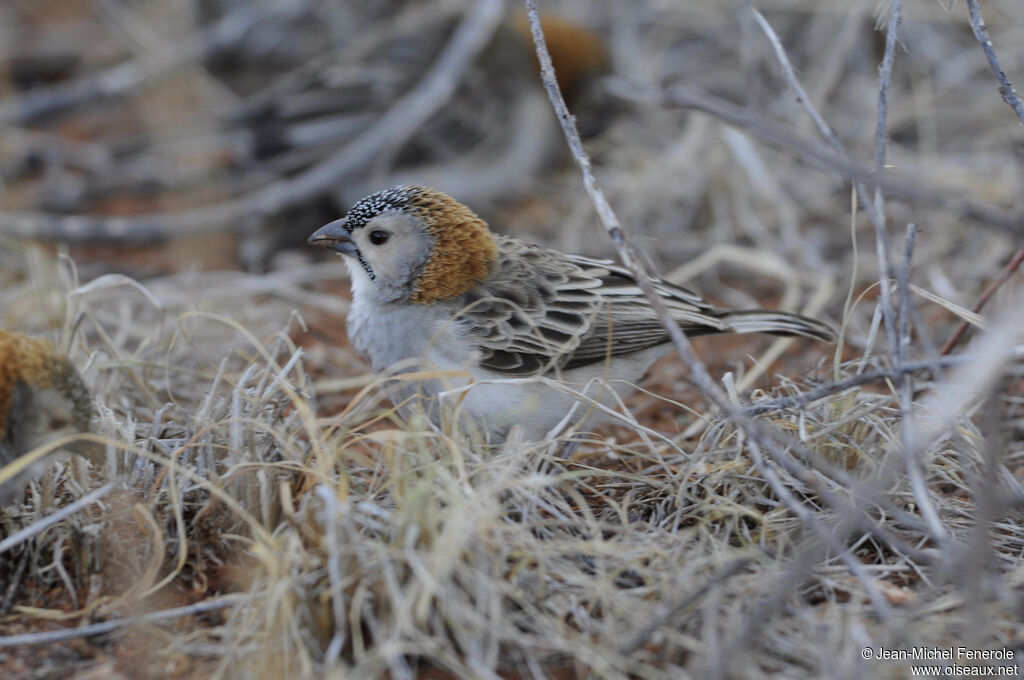 Speckle-fronted Weaver