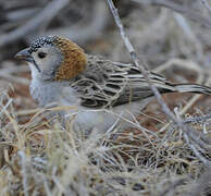 Speckle-fronted Weaver