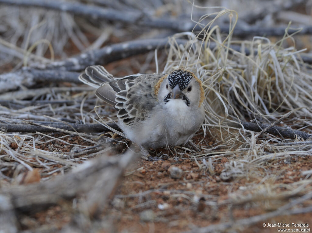 Speckle-fronted Weaver