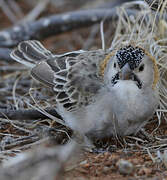 Speckle-fronted Weaver