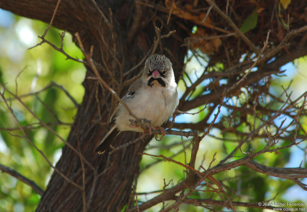 Scaly-feathered Weaver, identification