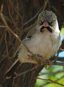 Scaly-feathered Weaver