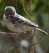 Scaly-feathered Weaver