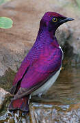 Violet-backed Starling