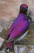 Violet-backed Starling