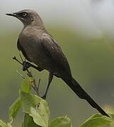 Ashy Starling