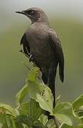 Ashy Starling