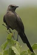 Ashy Starling