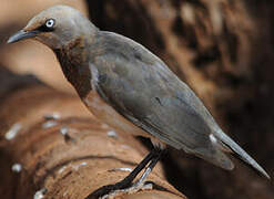 Fischer's Starling