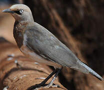 Fischer's Starling