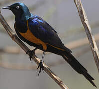 Golden-breasted Starling