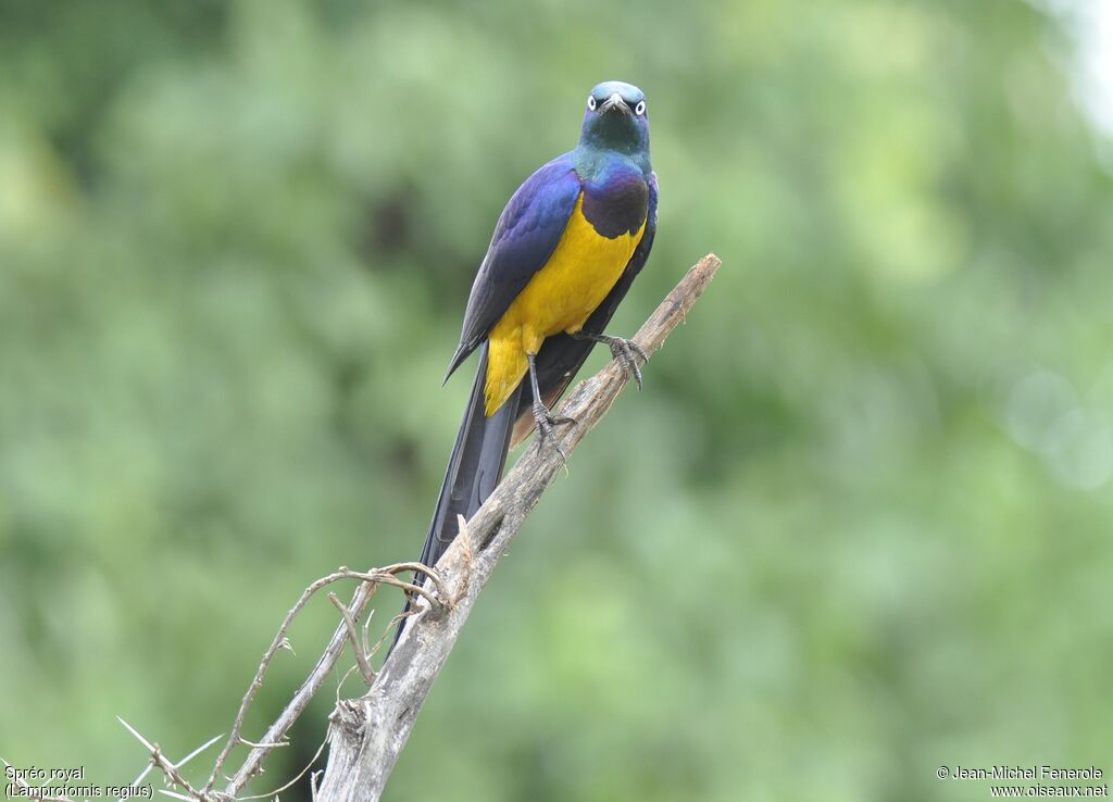 Golden-breasted Starling