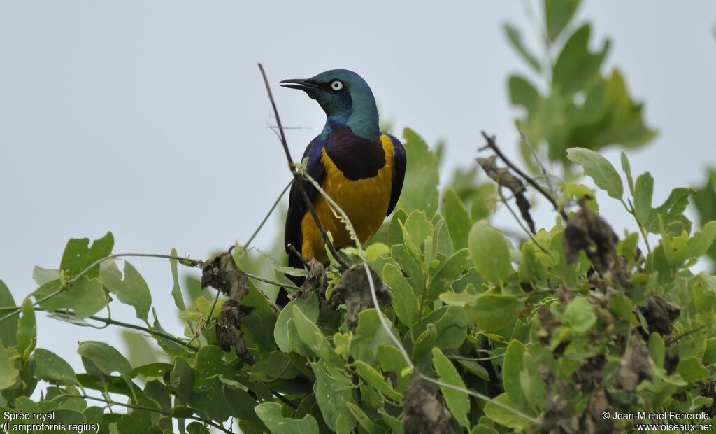 Golden-breasted Starling