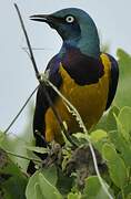 Golden-breasted Starling