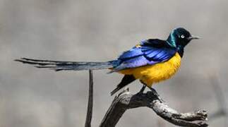 Golden-breasted Starling