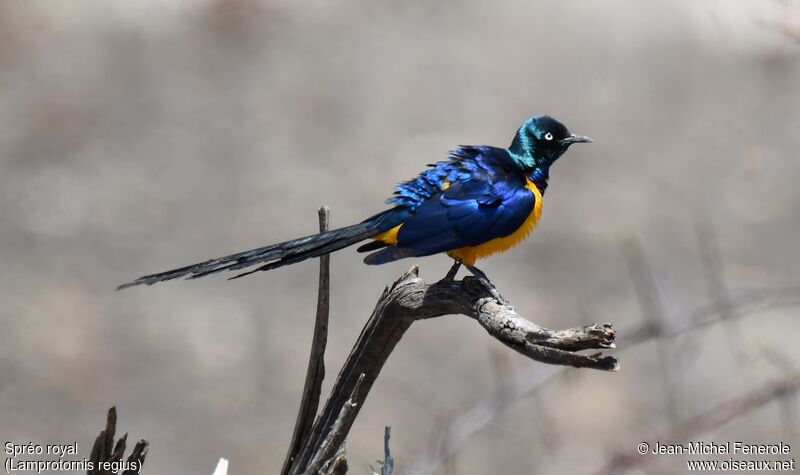 Golden-breasted Starling