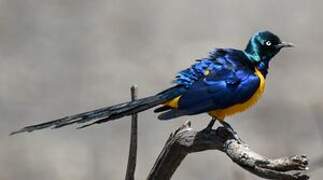 Golden-breasted Starling