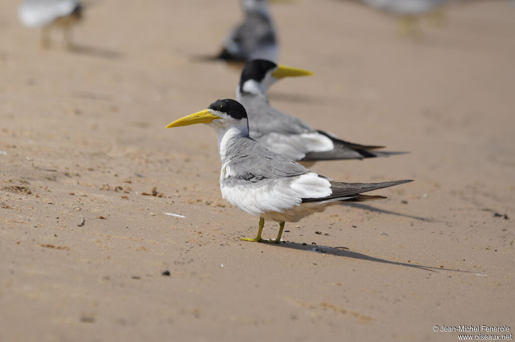 Large-billed Tern