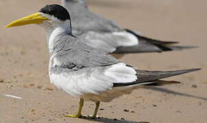 Large-billed Tern