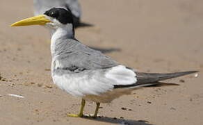 Large-billed Tern