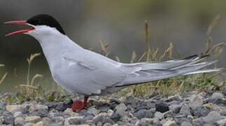 Arctic Tern