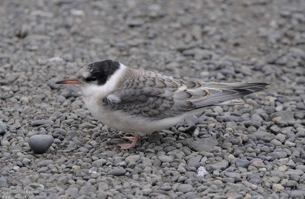 Arctic Ternjuvenile, identification