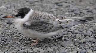 Arctic Tern