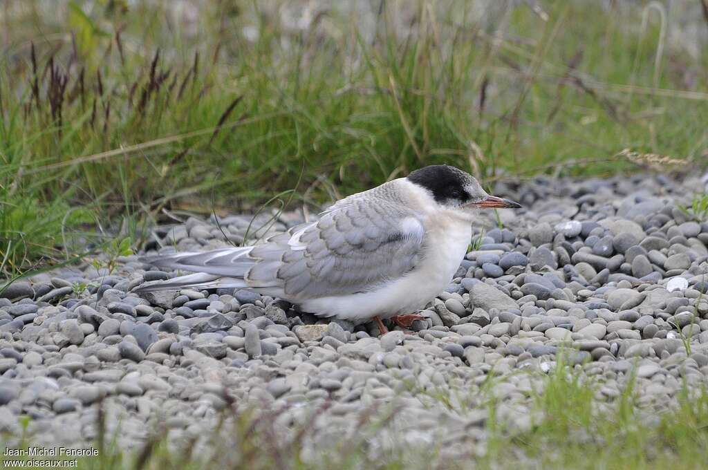 Arctic Ternjuvenile, identification