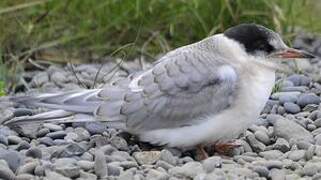 Arctic Tern