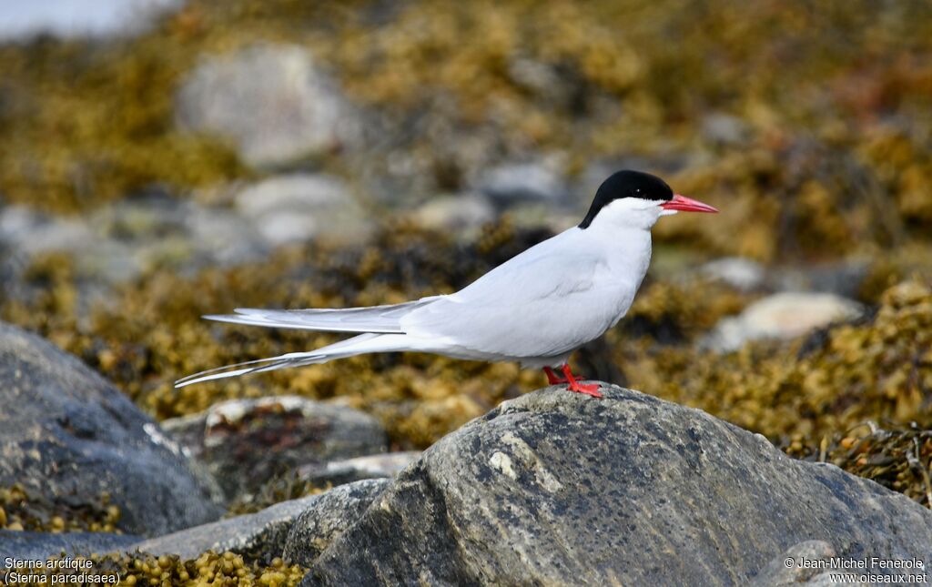 Sterne arctique